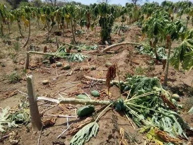 Crop damage